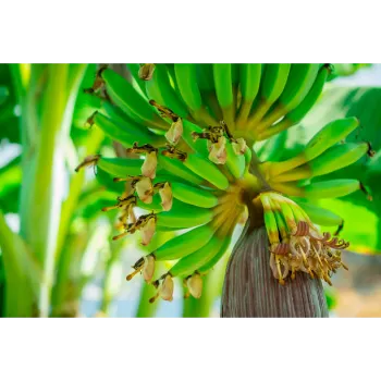 Banana Flower